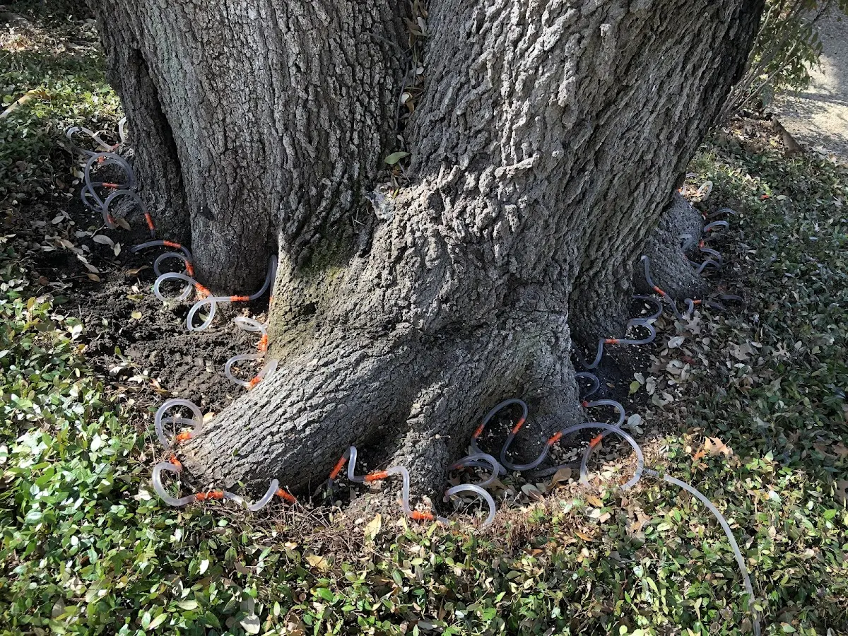 Detailed Tree Cabling and Bracing job site in South Branch