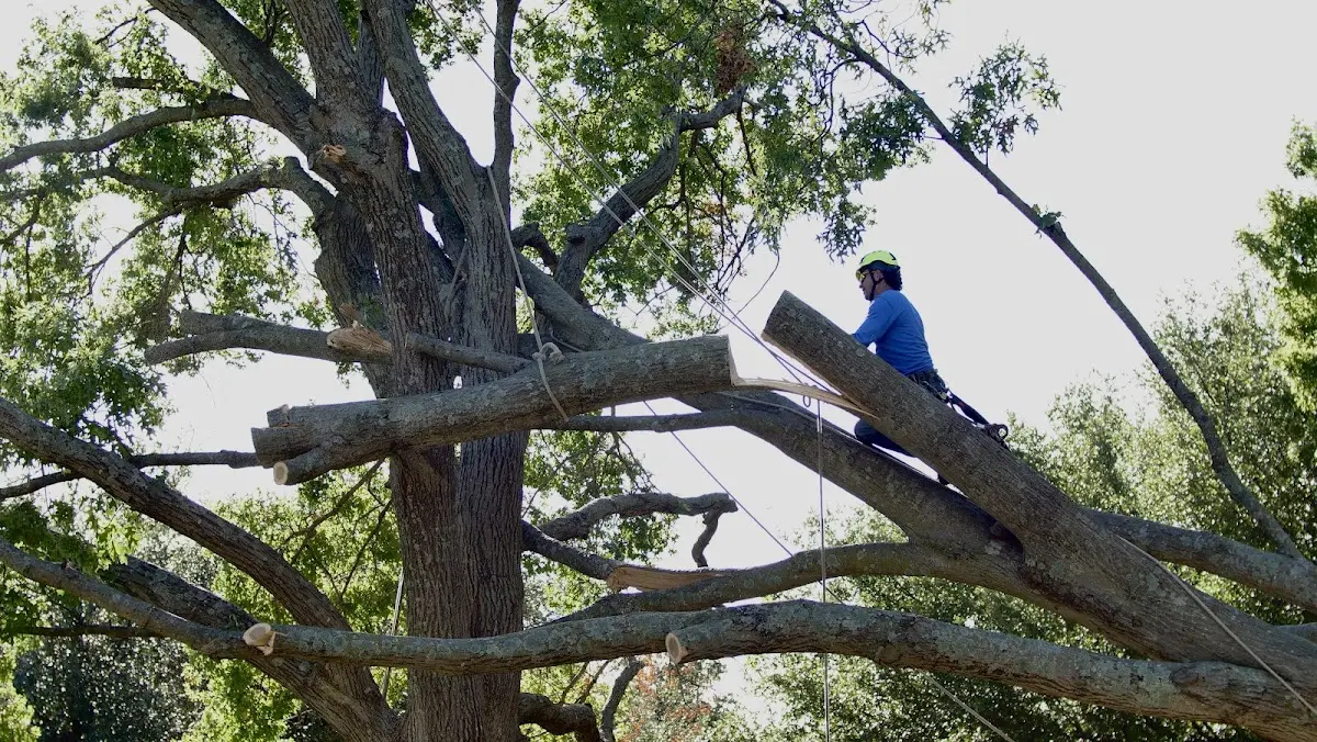 Professional Crown Thinning performed by certified arborists in South Branch